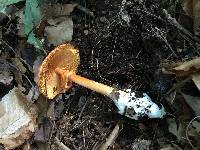 Amanita jacksonii image