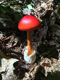 Amanita jacksonii image