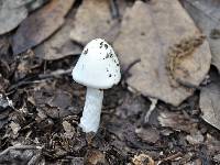 Amanita bisporigera image