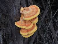 Laetiporus gilbertsonii image