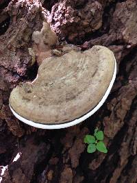 Ganoderma applanatum image