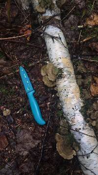 Trametes versicolor image