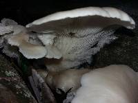 Pleurotus ostreatus image