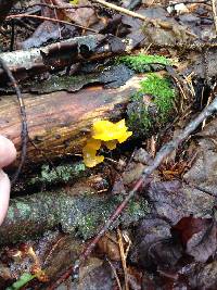 Tremella mesenterica image