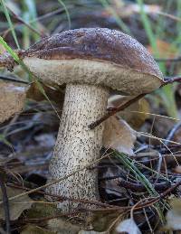 Leccinum scabrum image