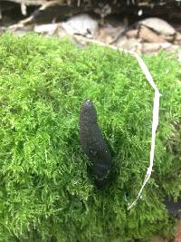 Xylaria polymorpha image