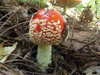 Amanita muscaria image