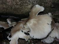 Pleurotus ostreatus image