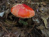 Amanita muscaria image