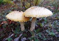 Amanita muscaria image