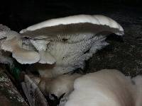 Pleurotus ostreatus image