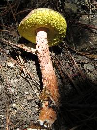 Boletellus russellii image