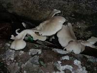 Pleurotus ostreatus image