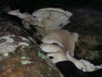 Pleurotus ostreatus image