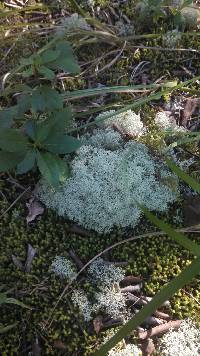 Cladonia furcata image