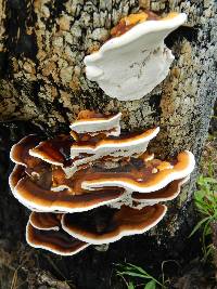 Ganoderma applanatum image