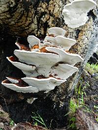 Ganoderma applanatum image