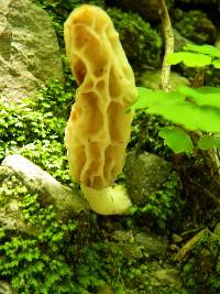 Morchella rufobrunnea image