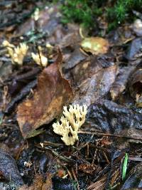 Artomyces pyxidatus image