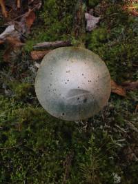 Leccinum holopus image