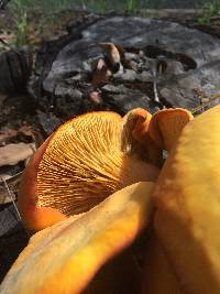 Omphalotus illudens image