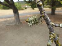 Evernia prunastri image