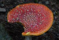 Amanita muscaria image