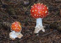 Amanita muscaria image