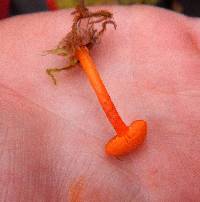 Hygrocybe coccinea image