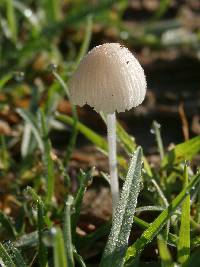 Coprinellus disseminatus image