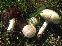 Agaricus xanthodermus image