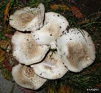 Agaricus californicus image