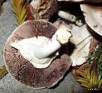 Agaricus californicus image