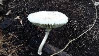 Chlorophyllum molybdites image