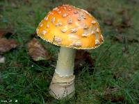 Amanita muscaria image