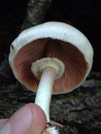 Chlorophyllum molybdites image