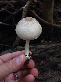 Chlorophyllum molybdites image