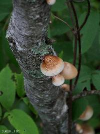 Fomitopsis betulina image