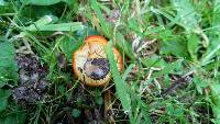 Hygrocybe conica image