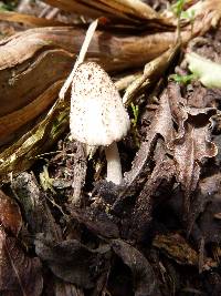 Coprinopsis atramentaria image