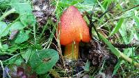 Hygrocybe conica image