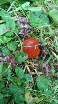 Hygrocybe conica image