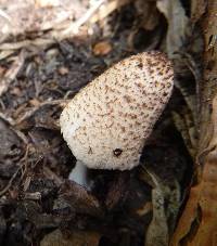 Coprinopsis atramentaria image