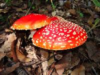 Amanita muscaria subsp. flavivolvata image