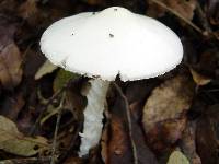 Amanita bisporigera image