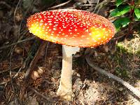 Amanita muscaria subsp. flavivolvata image