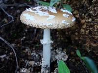 Amanita pantherina image