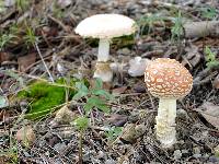 Amanita muscaria image