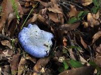 Lactarius indigo image