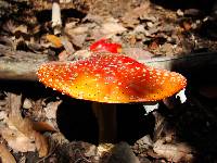 Amanita muscaria subsp. flavivolvata image